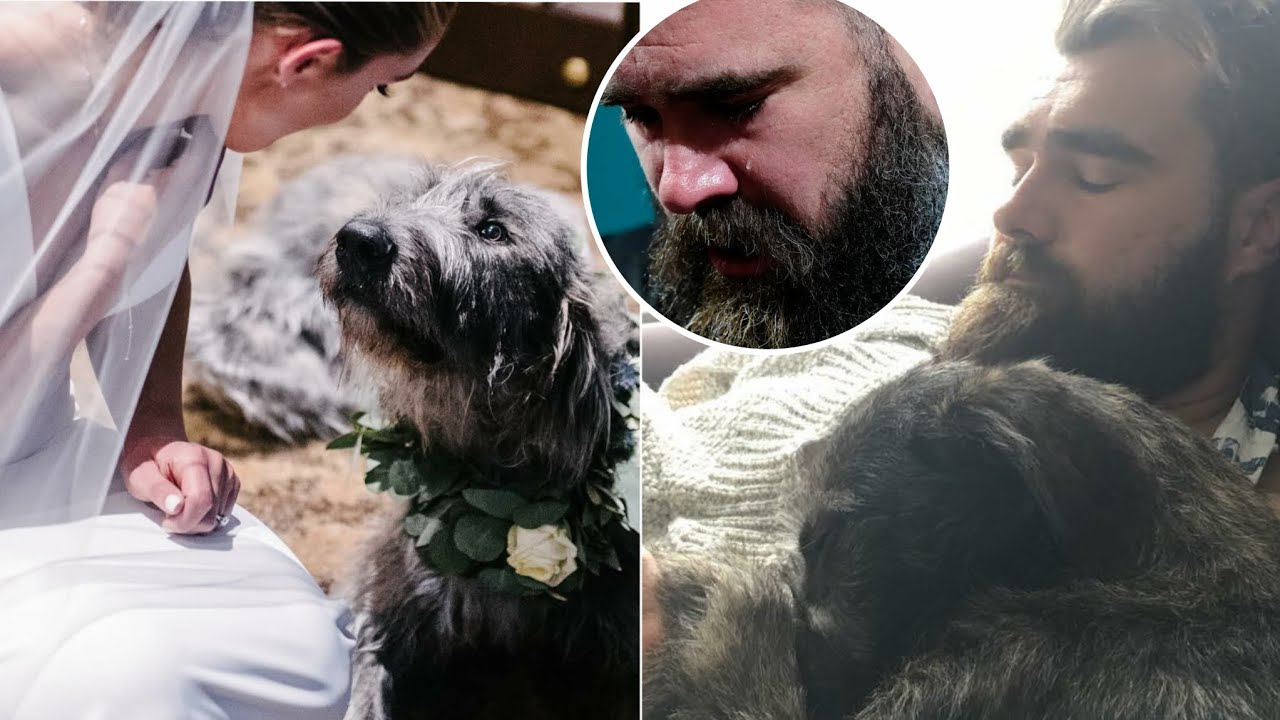 Critics Slam Jason Kelce for Mourning the Loss of His Dog, Advising Him to "Focus on More Important Matters".