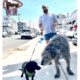 Jason Kelce Spotted In Sea Isle City While Out Walking with His massive Irish Wolfhound🐺