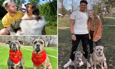 Dog trainer to the stars Tom Davis reveals the scouting report on Patrick and Brittany Mahomes pooches Silver and Steel