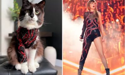 Cat Owner Creates Purr-fect Taylor Swift Eras Tour Costumes for Her 4-Legged Swiftie_inspired by the singer's shimmer and shine