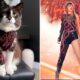 Cat Owner Creates Purr-fect Taylor Swift Eras Tour Costumes for Her 4-Legged Swiftie_inspired by the singer's shimmer and shine