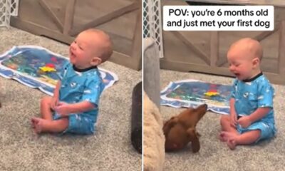 Baby Has the Best Reaction to Seeing a Dog for First Time—'Magical Moments'